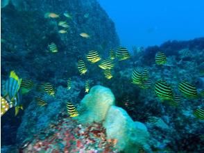 プランの魅力 カゴカキダイ の画像