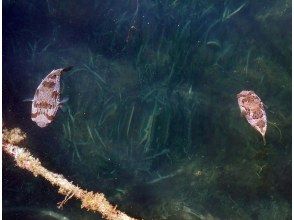 プランの魅力 運が良ければ水面にハリセンボンも出没します の画像
