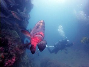 プランの魅力 根回りまで行けばヒゲダイも居ます の画像