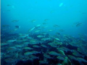 プランの魅力 イサキ・アジ・イワシなどの魚群遭遇することも の画像