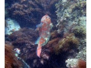 プランの魅力 時として大きな魚も目の前でご覧いただけます の画像