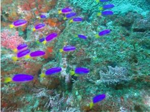 プランの魅力 コバルトスズメ(ソラスズメダイ) の画像