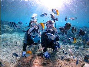 プランの魅力 魚の方から遊びに来てくれますよ♪ の画像