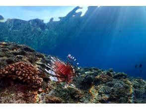 プランの魅力 お魚パラダイス☆ の画像