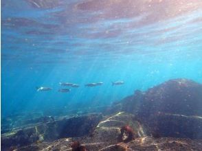 プランの魅力 クリスタルな根府川海岸の多彩な水中生物の宝庫を満喫! の画像