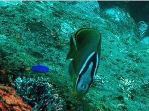 プランの魅力 クリスタルな根府川海岸の多彩な水中生物の宝庫を満喫! の画像
