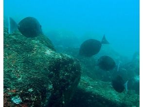 プランの魅力 目の前で魚を見れます の画像