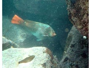 プランの魅力 大きな魚も目の前にてご覧いただけます の画像