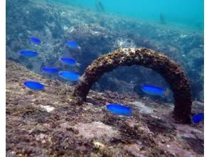 プランの魅力 コバルトカラーのソラスズメ の画像