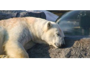 プランの魅力 At the Polar Bear House, you can see big polar bears swimming, the soles of their hands and feet, and even their coats up close. の画像