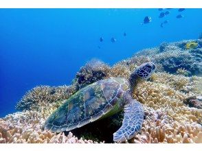 プランの魅力 幸運のウミガメに逢えるかも♪ の画像