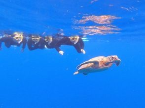 プランの魅力 ウミガメさんと泳ごう の画像