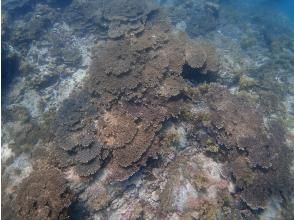 プランの魅力 双島のサンゴです の画像