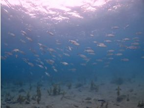 プランの魅力 カンパチの群れ の画像