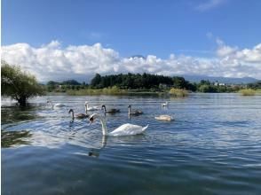 プランの魅力 河口湖の水鳥 の画像