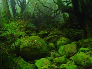 プランの魅力  の画像