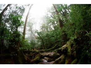 プランの魅力  の画像