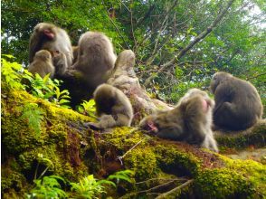 プランの魅力  の画像