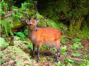 プランの魅力  の画像