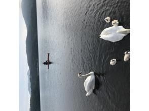 プランの魅力 You can also meet swans の画像