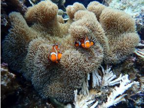 プランの魅力 去珊瑚海！ の画像