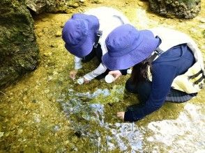 プランの魅力 Observing creatures in the spring water area の画像