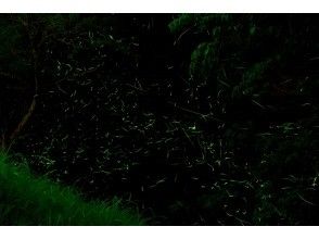 プランの魅力 ホタルの群れ の画像