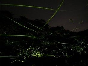 プランの魅力 ホタルの軌跡 の画像