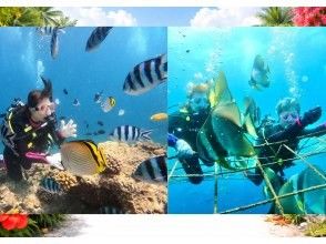 プランの魅力 魚たちと一緒に泳ぐ感動！ の画像