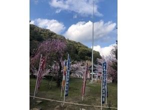 プランの魅力 敷地内の桜 の画像