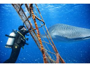プランの魅力 海の中で、思わず息をのむ瞬間。 の画像