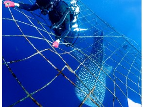 プランの魅力 等身大のジンベイザメ！ の画像