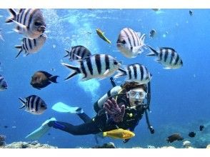 プランの魅力 沖縄らしさを感じられる珊瑚礁と魚たち の画像