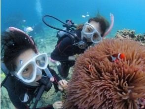 プランの魅力 Please leave your first diving! の画像