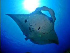 プランの魅力 The sea where you can meet the longing manta rays ... ♡ の画像