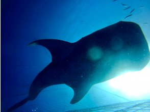 プランの魅力 海の中で、思わず息をのむ瞬間。 の画像