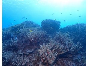 プランの魅力 海中は、まるでサンゴのお花畑！ の画像