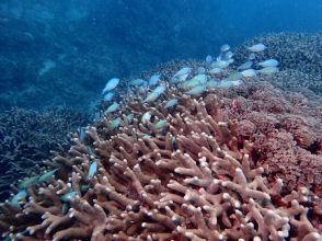 プランの魅力 ちいさなお魚たくさん！ の画像