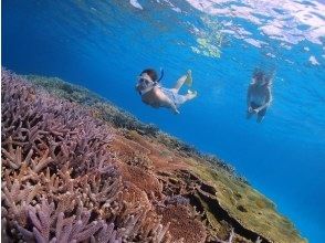プランの魅力 The stage of snorkeling is the best coral reef in Japan! の画像