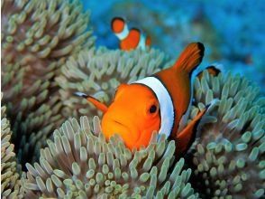 プランの魅力 Spend a relaxing time surrounded by lots of tropical fish の画像