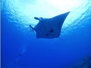 プランの魅力 A course where you can spend time with the longing Manta ray ♪ の画像