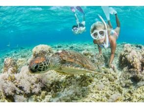 プランの魅力 Get up close to sea turtles even when snorkeling! の画像