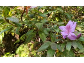 プランの魅力 四季折々の植物を楽しむ の画像