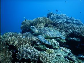 プランの魅力 寻找海龟 の画像