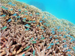 プランの魅力 高度透明的海 の画像