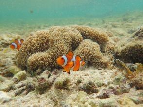 プランの魅力 Let's look for the popular anemone fish の画像