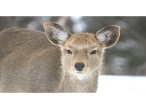 プランの魅力 野生動物との出会いも！？ の画像