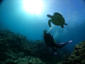 プランの魅力 ウミガメと２ショット の画像