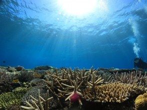 プランの魅力 浅瀬のサンゴ の画像