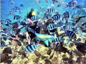 プランの魅力 圧巻の餌付け体験 の画像